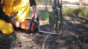 How Our Tree Care Process Works  in Chalco, NE