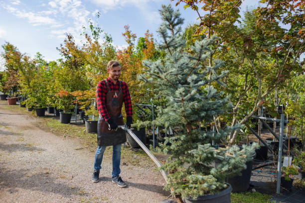 Trusted Chalco, NE Tree Services Experts